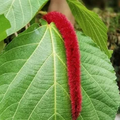 PLANTES AVENUE - Graines d'amaranthe queue de renard - vilmorin/[-]sachet