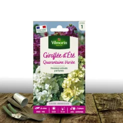 PLANTES AVENUE - Graines de giroflée quarantaine double variée - vilmroin/[-]sachet