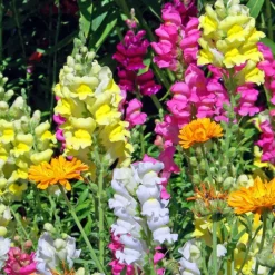 PLANTES AVENUE - Graines de muflier tom pouce varié - vilmorin/[-]sachet