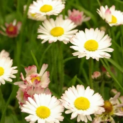 PLANTES AVENUE - Graines de pâquerette tapis varié - vilmorin/[-]sachet