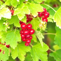 PLANTES AVENUE - Groseillier à grappes london market/[-]pot de 3l - 30/60 cm