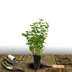 PLANTES AVENUE - Groseillier à grappes london market/[-]pot de 3l - 30/60 cm