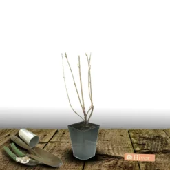 PLANTES AVENUE - Groseillier à grappes london market/[-]pot de 3l - 30/60 cm