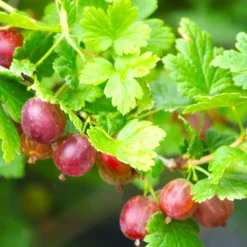 PLANTES AVENUE - Groseillier à maquereaux worcesterberry/[-]pot de 3l - 30/60 cm