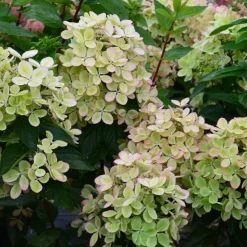 PLANTES AVENUE - Hortensia paniculata pastelgreen® 'rencolor'/[-]pot de 1,5l - 10/20 cm