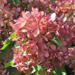 PLANTES AVENUE - Hortensia paniculata pastelgreen® 'rencolor'/[-]pot de 1,5l - 10/20 cm