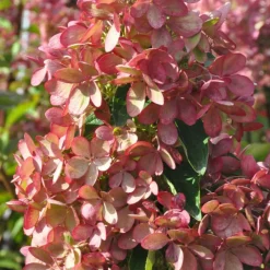 PLANTES AVENUE - Hortensia paniculata pastelgreen® 'rencolor'/[-]pot de 1,5l - 10/20 cm