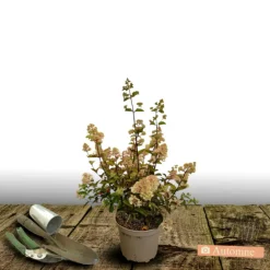 PLANTES AVENUE - Hortensia paniculata pastelgreen® 'rencolor'/[-]pot de 1,5l - 10/20 cm