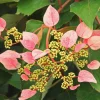 PLANTES AVENUE - Hortensia grimpant rose sensation® 'trarose'/[-]pot de 1,5l - tuteur bambou 30/60 cm