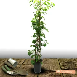 PLANTES AVENUE - Hortensia grimpant rose sensation® 'trarose'/[-]pot de 1,5l - tuteur bambou 30/60 cm