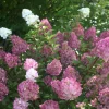 PLANTES AVENUE - Hortensia paniculata sundae fraise® 'rensun'/[-]pot de 3l - 40/60 cm