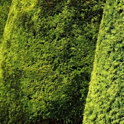 PLANTES AVENUE - If fastigié doré/[-]pot de 3l - 20/40 cm