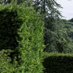 PLANTES AVENUE - If fastigié robusta/[-]pot de 3l - 20/40 cm