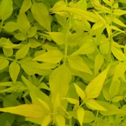 PLANTES AVENUE - Jasmin blanc aureum/[-]pot de 1,5l - tuteur bambou 30/60 cm