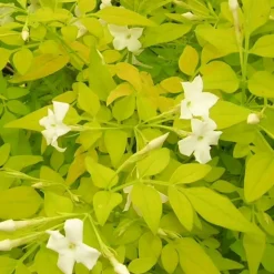 PLANTES AVENUE - Jasmin blanc aureum/[-]pot de 1,5l - tuteur bambou 30/60 cm