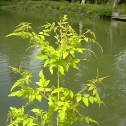 PLANTES AVENUE - Jasmin blanc aureum/[-]pot de 1,5l - tuteur bambou 30/60 cm