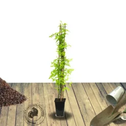 PLANTES AVENUE - Jasmin blanc aureum/[-]pot de 1,5l - tuteur bambou 30/60 cm