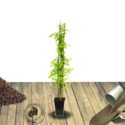 PLANTES AVENUE - Jasmin blanc aureum/[-]pot de 1,5l - tuteur bambou 30/60 cm