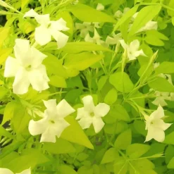 PLANTES AVENUE - Jasmin blanc aureum/[-]pot de 1,5l - tuteur bambou 30/60 cm