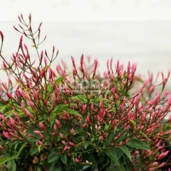 PLANTES AVENUE - Jasmin starry® night 'mormin1201'/[-]pot de 1,5l - tuteur bambou 30/60 cm