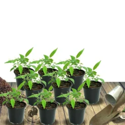 PLANTES AVENUE - Laurier-sauce/[-]pot de 4l - 20/40 cm