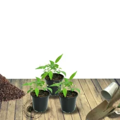 PLANTES AVENUE - Laurier-sauce/[-]pot de 7,5l - 60/80 cm