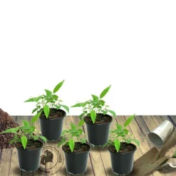 PLANTES AVENUE - Laurier-sauce/[-]pot de 7,5l - 60/80 cm