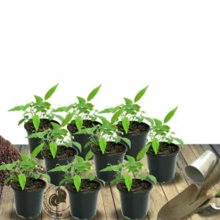 PLANTES AVENUE - Laurier-sauce/[-]pot de 7,5l - 60/80 cm