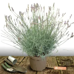 PLANTES AVENUE - Lavande dutch lavander/[-]pot de 12l - 50/60 cm