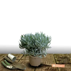 PLANTES AVENUE - Lavande dutch lavander/[-]pot de 2,5l - 20/30 cm