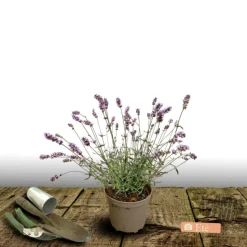 PLANTES AVENUE - Lavande edelweiss/[-]pot de 3l - 20/40 cm