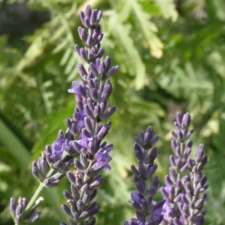 PLANTES AVENUE - Lavandin grosso/[-]pot de 3l - 20/40 cm