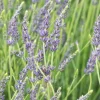 PLANTES AVENUE - Lavandin grosso/[-]pot de 2,5l - 20/30 cm