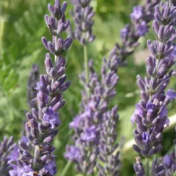 PLANTES AVENUE - Lavandin grosso/[-]pot de 2,5l - 20/30 cm