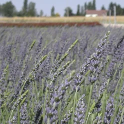 PLANTES AVENUE - Lavandin grosso/[-]pot de 2,5l - 20/30 cm
