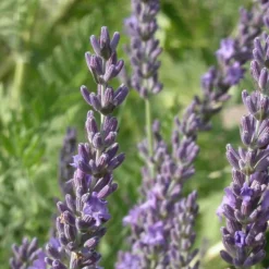 PLANTES AVENUE - Lavandin grosso/[-]pot de 2,5l - 20/30 cm