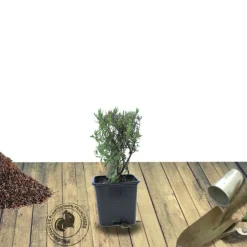 PLANTES AVENUE - Lavandin grosso/[-]pot de 2,5l - 20/30 cm