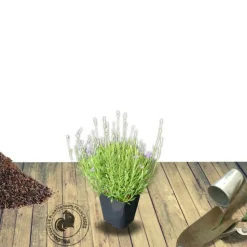 PLANTES AVENUE - Lavandin grosso/[-]pot de 2,5l - 20/30 cm