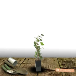 PLANTES AVENUE - Lierre à patte d'oie sagittifolia/[-]pot de 1,5l - tuteur bambou 30/60 cm