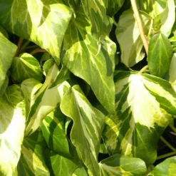 PLANTES AVENUE - Lierre des colchide sulphur heart/[-]pot de 1,5l - tuteur bambou 30/60 cm