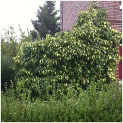 PLANTES AVENUE - Lierre des colchide sulphur heart/[-]pot de 1,5l - tuteur bambou 30/60 cm