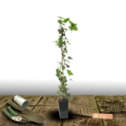 PLANTES AVENUE - Lierre des colchide/[-]pot de 2l - tuteur bambou 60/90 cm