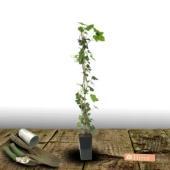PLANTES AVENUE - Lierre des colchide/[-]pot de 2l - tuteur bambou 60/90 cm