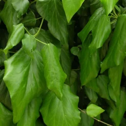 PLANTES AVENUE - Lierre des colchide/[-]pot de 2l - tuteur bambou 60/90 cm