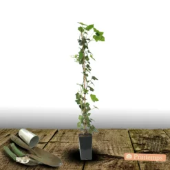 PLANTES AVENUE - Lierre des bois ivalace/[-]pot de 2l - tuteur bambou 60/90 cm