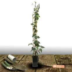PLANTES AVENUE - Lierre des colchide dentata variegata/[-]pot de 3l - echelle bambou 60/120 cm