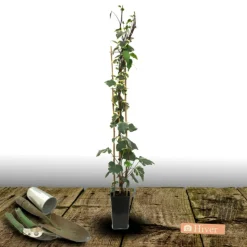 PLANTES AVENUE - Lierre des colchide dentata variegata/[-]pot de 3l - echelle bambou 60/120 cm