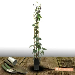PLANTES AVENUE - Lierre des colchide dentata variegata/[-]pot de 3l - echelle bambou 60/120 cm