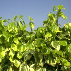 PLANTES AVENUE - Lierre des colchide dentata variegata/[-]pot de 3l - echelle bambou 60/120 cm