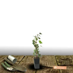 PLANTES AVENUE - Lierre des bois ivalace/[-]pot de 1,5l - tuteur bambou 30/60 cm